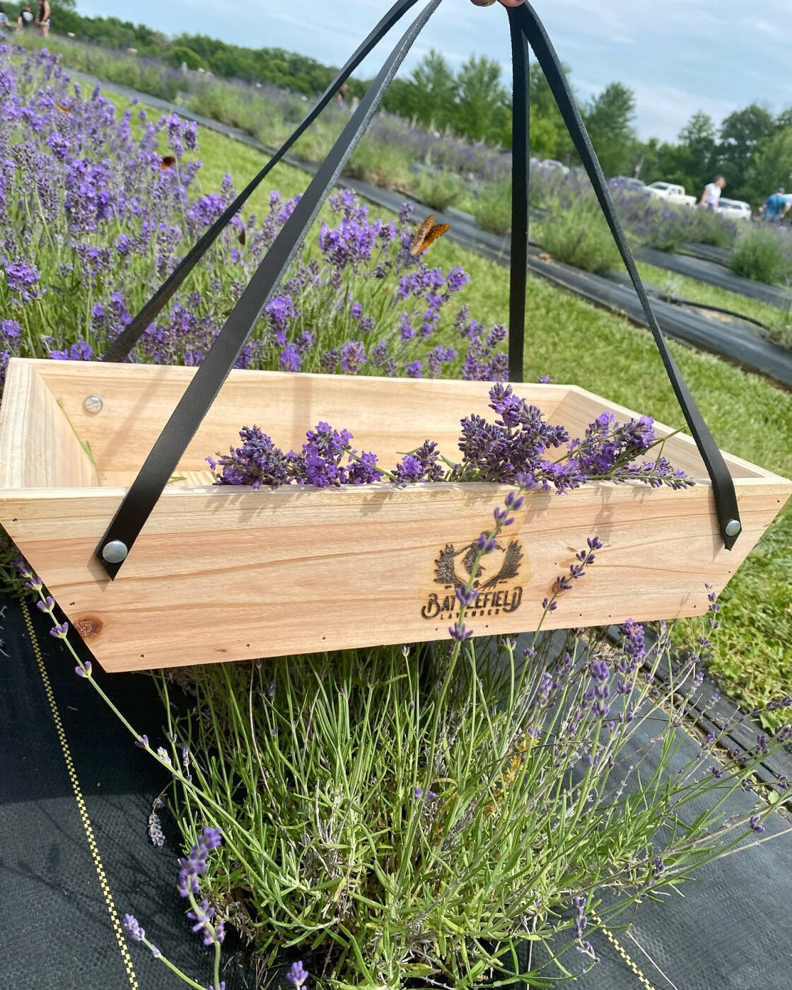 Battlefield Lavender Field Visits, Tours and You-Pick Experiences