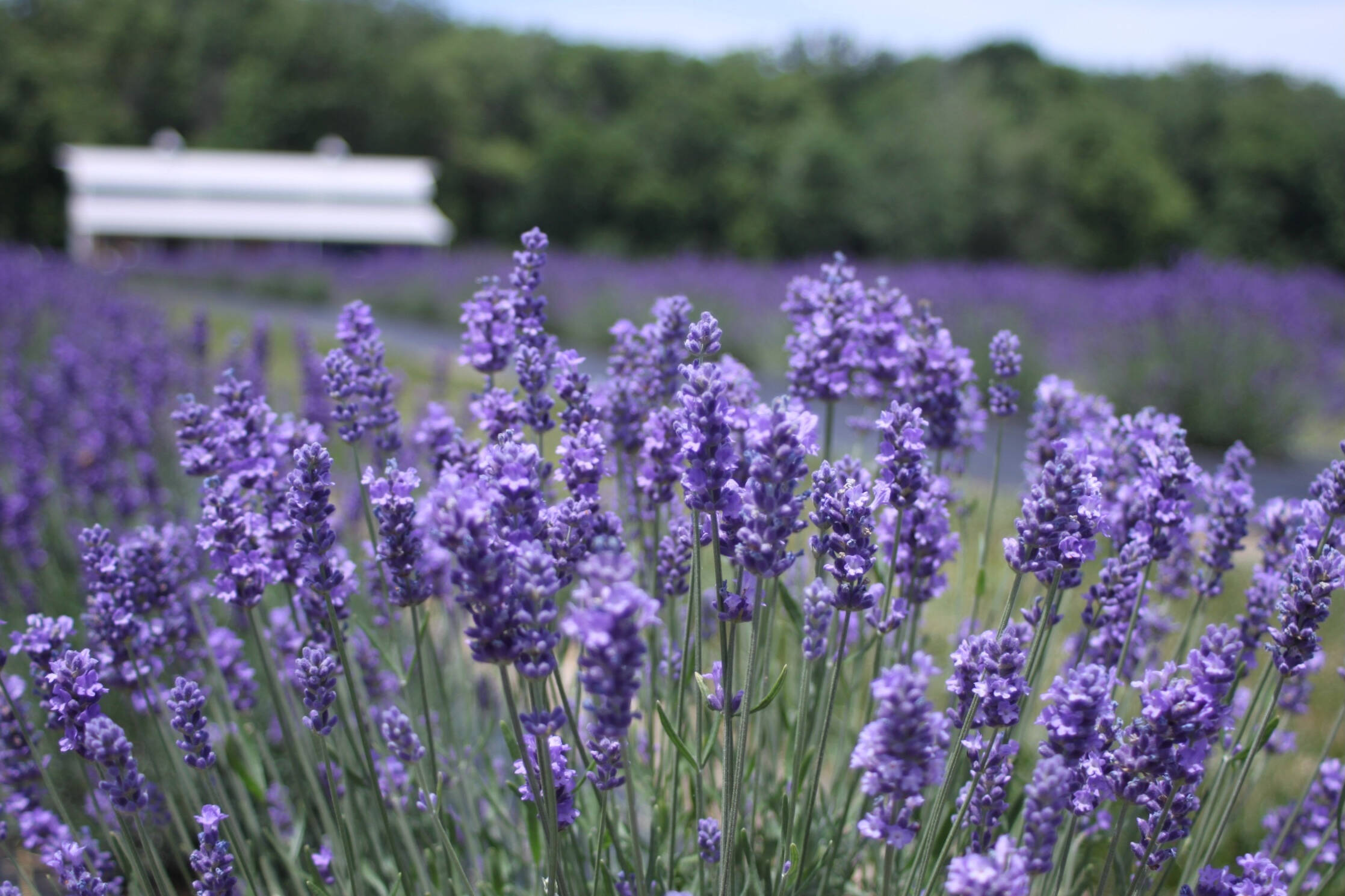 Our Plants & Tips | Battlefield Lavender