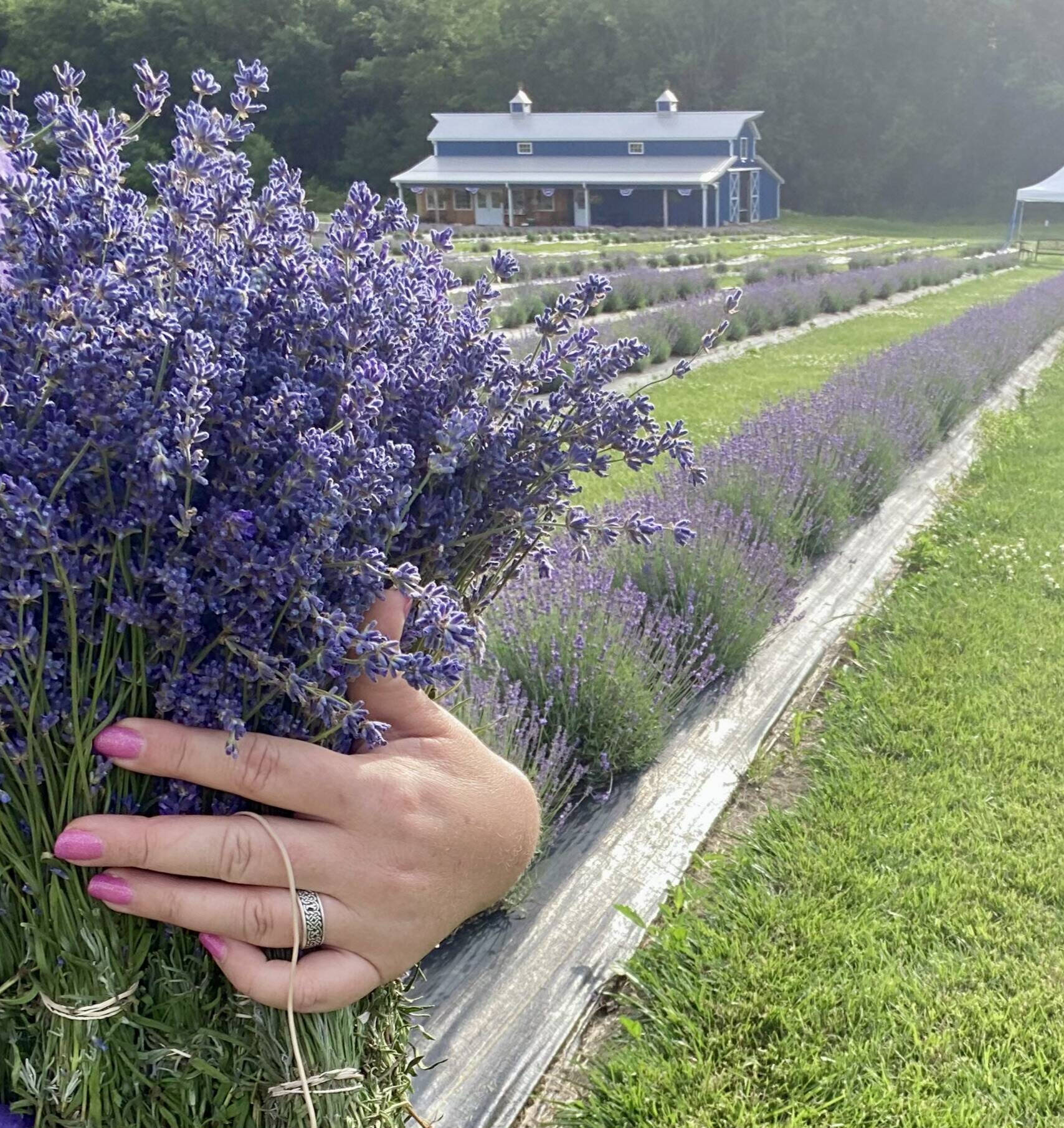 Our Plants & Tips | Battlefield Lavender